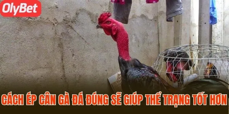 Cách ép cân gà đá đúng sẽ giúp thể trạng tốt hơn