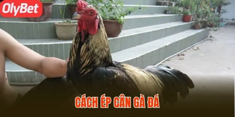 Cách Ép Cân Gà Đá