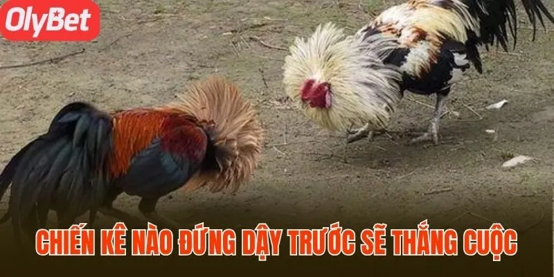 Chiến kê nào đứng dậy trước sẽ được xem là thắng cuộc