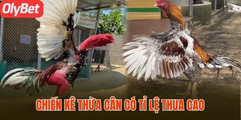 Chuyên gia nhận định chiến kê thừa cân có tỉ lệ thua cao