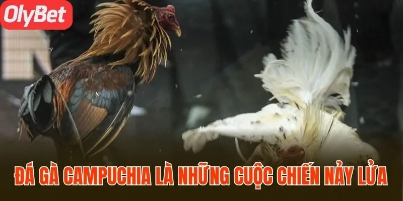 Đá gà Campuchia là những cuộc chiến nảy lửa