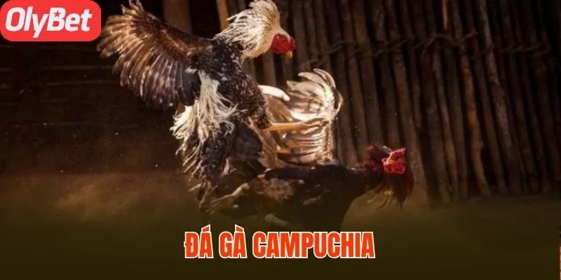 Đá gà campuchia