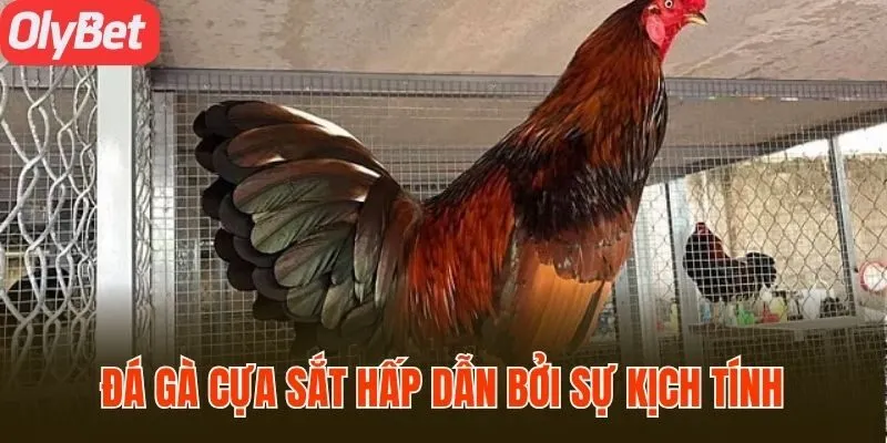 Đá gà cựa sắt hấp dẫn bởi sự kịch tính