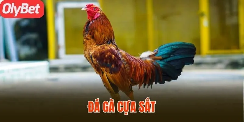 Đá gà cựa sắt