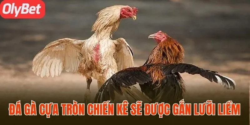 Đá gà cựa tròn chiến kê sẽ được gắn lưỡi liềm
