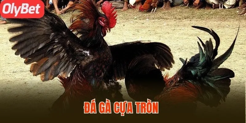 đá gà cựa tròn