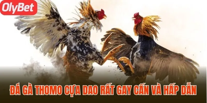 Đá gà Thomo cựa dao rất gay cấn và hấp dẫn
