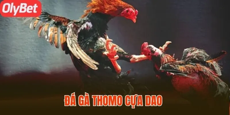 Đá Gà Thomo Cựa Dao