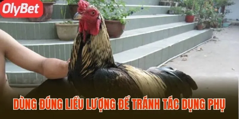 Dùng đúng liều lượng cho gà để tránh tác dụng phụ