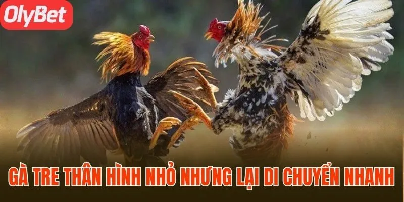 Gà tre thân hình nhỏ nhưng lại di chuyển nhanh