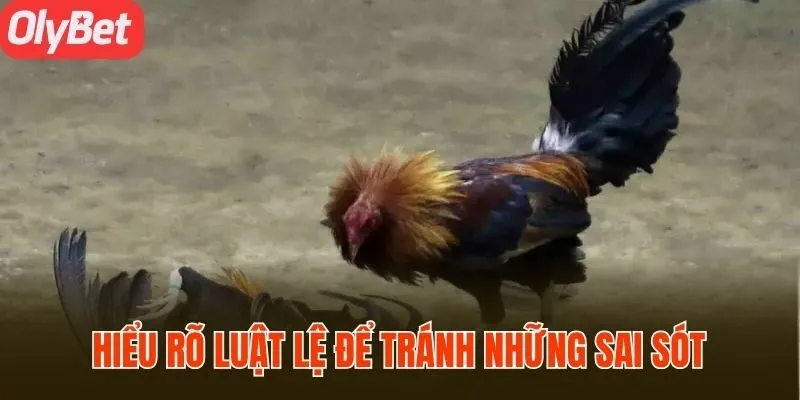 Hiểu rõ luật đá gà tránh những sai sót không đáng có