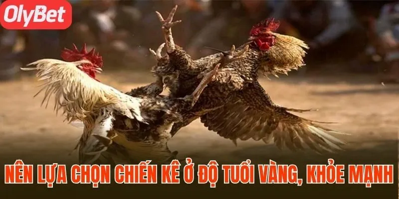 Nên lựa chọn chiến kê ở độ tuổi vàng, khỏe mạnh