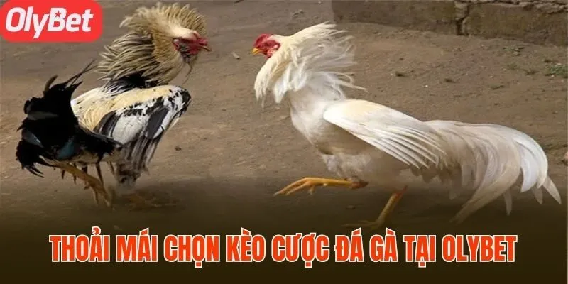 Thoải mái chọn kèo cược đá gà tại Olybet