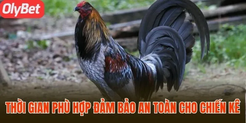 Thời gian phù hợp để đảm bảo an toàn cho chiến kê